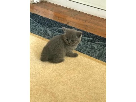 Scottish fold ve straight