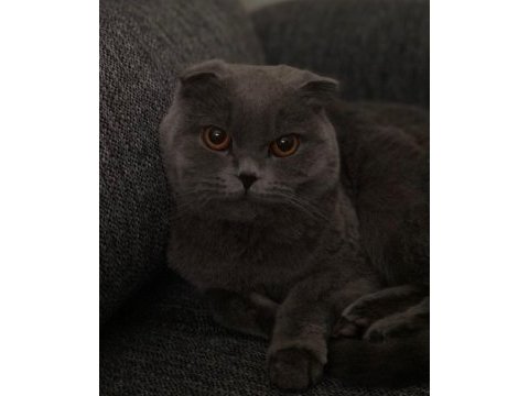 Arkadaşlar 2 yıllık scottish fold kedimi sahiplendiriyorum