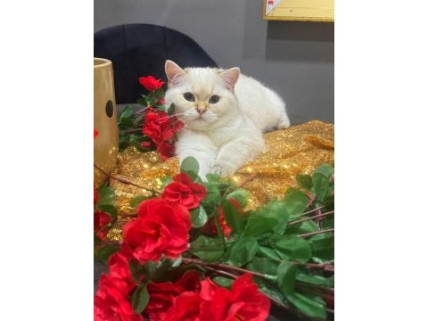 Safkan british shorthair golden point