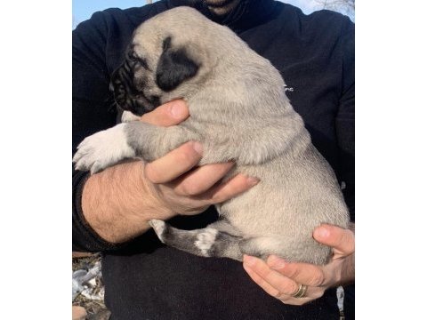 Kangal yavru devler yine meydanlarda