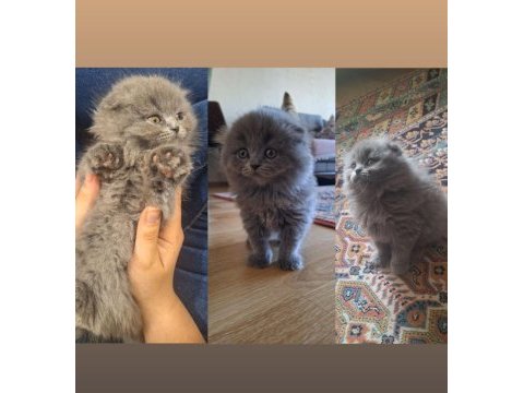 Scottish fold yavru kedimiz yeni sahibini bekliyor