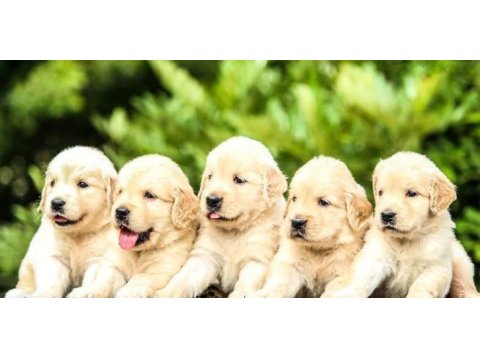 Golden bebekler kapınıza kadar teslim ediyoruz