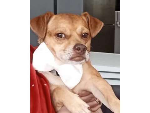 Ücretsiz 5 yaşında chihuahua cinsi oğlum