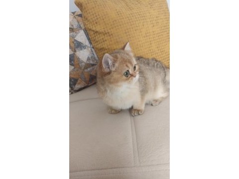 Çok güzel golden british shorthair iki kızımız