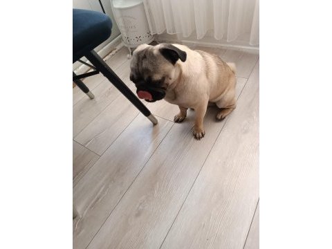 9 aylık pug