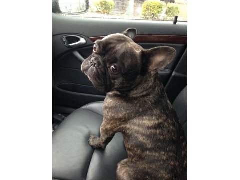 Dişi french bulldog