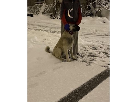 Çok güzel kangal yavru 7 aylık