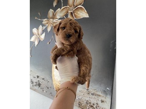 Safkan anne altından ev üretimi toy poodle