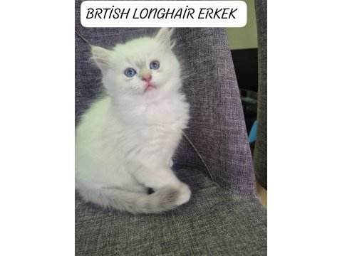 British longhair paşamız hazır