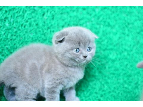 Mükemmel gri scottish fold shorthair 
