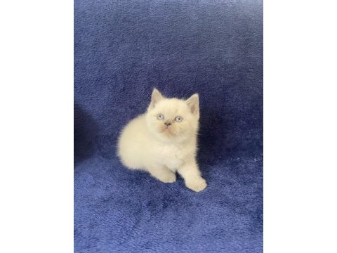 Safkan çok sağlıklı aile ortamından yavru kediler