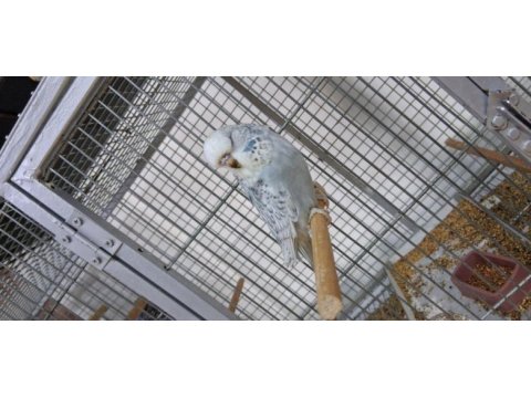 Show jumbo yavru muhabbet kuşlar