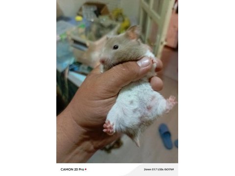 Yumuşacık dişi 2 adet çok sevimli ele alışık hamster