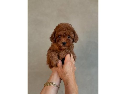 Efsane toy poodle yavruları 
