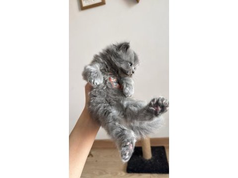British longhair yavru
