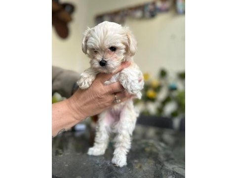 Maltipoo heramıza sıcak bir yuva arıyoruz