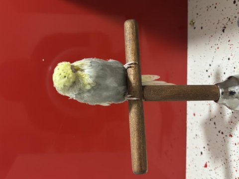 Hazır çift tek erkek yavru kuşumuz