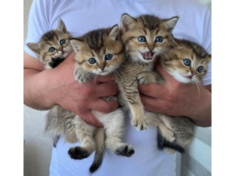 Gold black british shorthair (mavi gözlü)