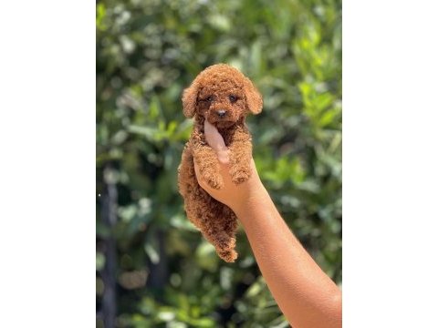 Irk ve sağlık garantili poodle yavrularımız