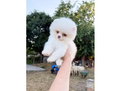 Mini boy micro teacup pomeranian