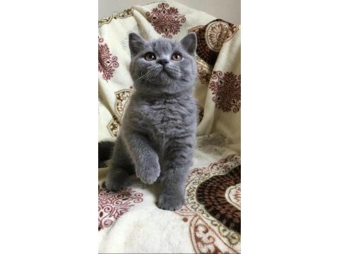 Blue british shorthair izmir