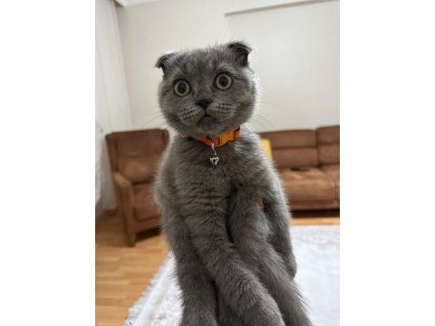 Scottish fold