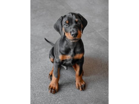 Evinizin neşesi doberman her yere kapıda öde