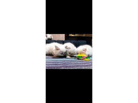 Safkan british blue point yavru kediler
