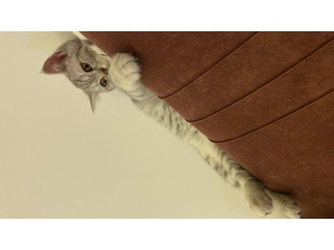 British shorthair 4 aylık