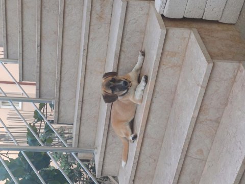 Köpeğimiz dora kalıcı yuvasını arıyor