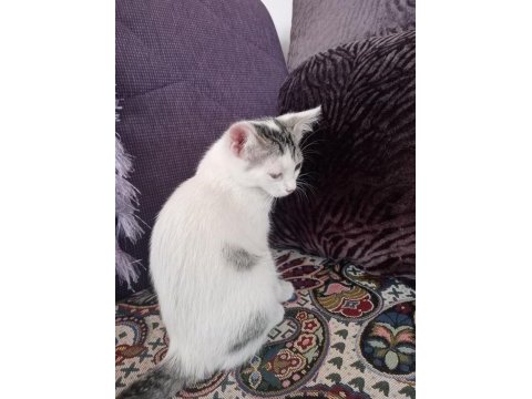 Kedimiz bulut oğlumuza yuva arıyoruz