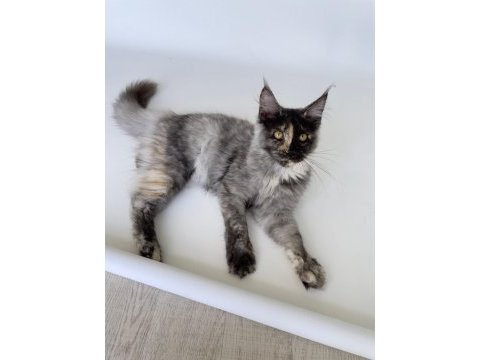 Xl mainecoon yavruları