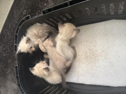2 erkek ve 2 dişi siyam kedisi