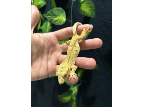 Crested gecko adult sub adult dişi erkek