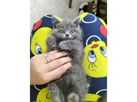 British shorthair dişi yavrular teslime hazır