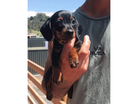 Dişi erkek dachshund yavrularım sevgi dolu yuva arıyorum