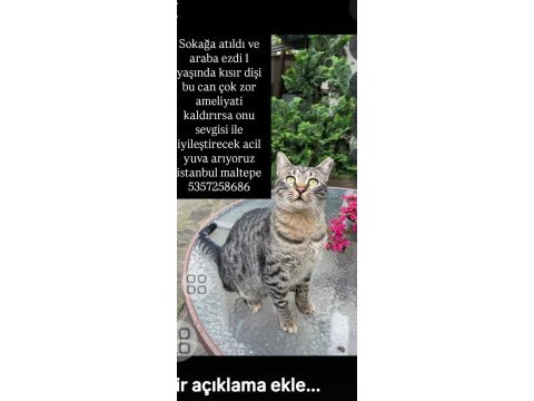 Tekir sokağa atıldı araba ezdi