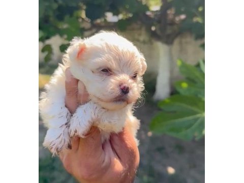 Maltese yavru minyatür boy
