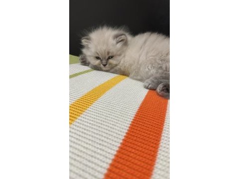Lynx point british bebekler