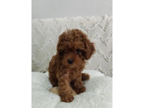 Biblo gibi poodle kızımız yeni yuvasını arıyor