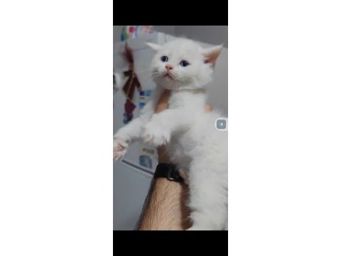 British shorthair kedimiz