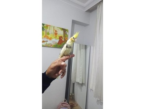 El besleme eğitimli sultan papağanı yeni yeme düşmüş