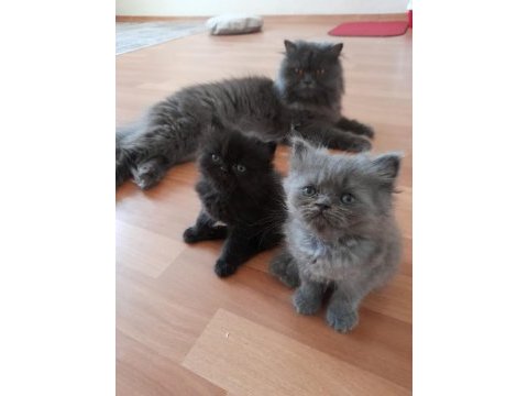 Chinchilla yavrularımız yeni yuvalarını bekliyor