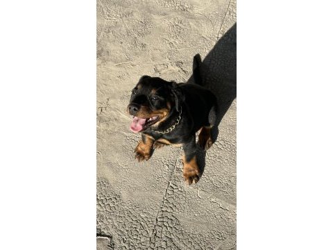 Safkan rottweiler 60 günlük erkek dişi yavru