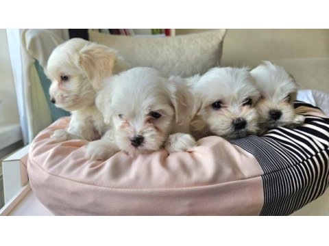 0 numara maltese terrier yavrularımız