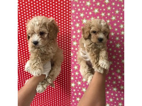 Maltipoo babys