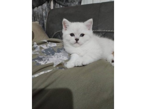 British shorthair pisi pisiler