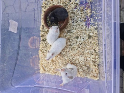 Suriye hamster