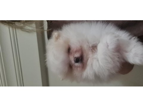 Pomeranian boo köpeğimiz