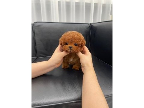 Sevgı dolu toy poodle yavrularım